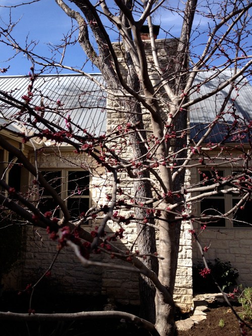 hello, red bud tree!
