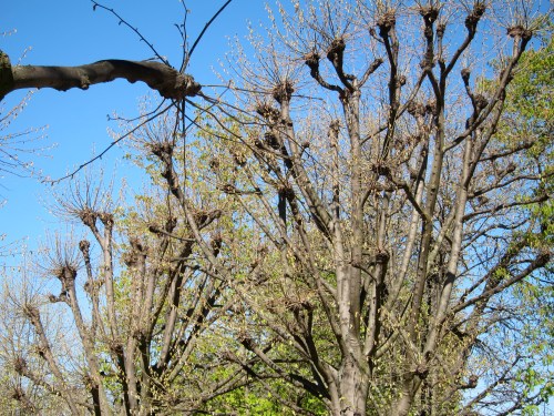 these trees are just popping little buds