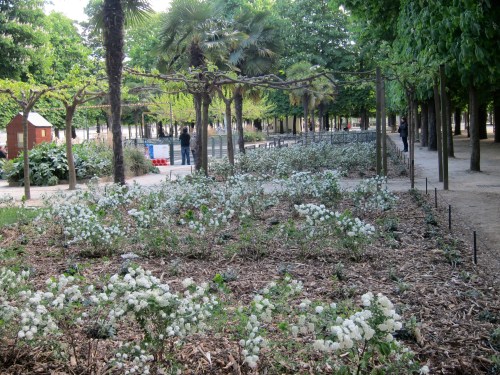 I thought these were early roses from afar, but they were beds of spirea!