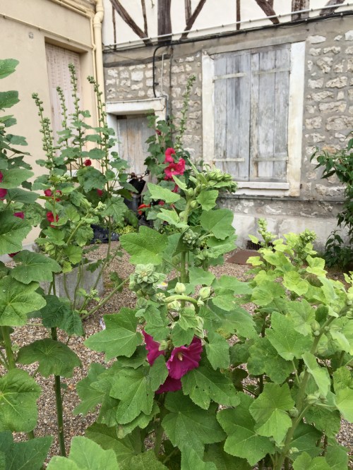 hollyhocks at the bike garage